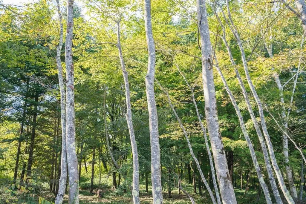 Fuji Fabric Stay