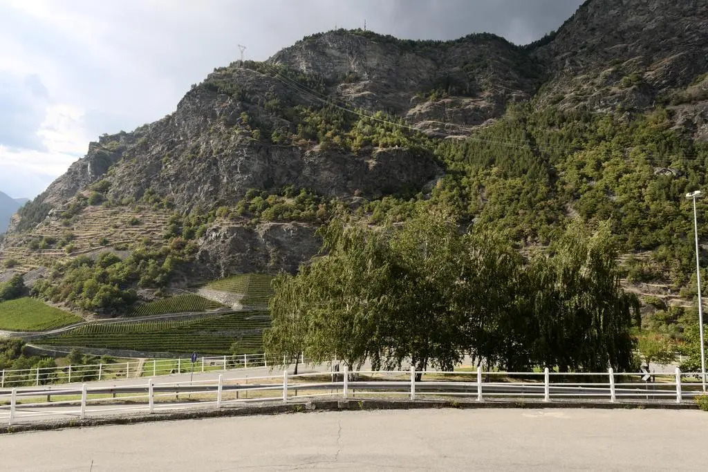 View of the vineyards