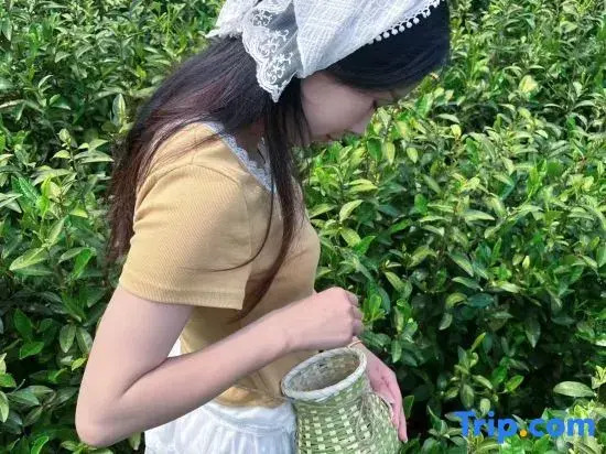 Tea  · Xingzhi Mountain Resort Homestay