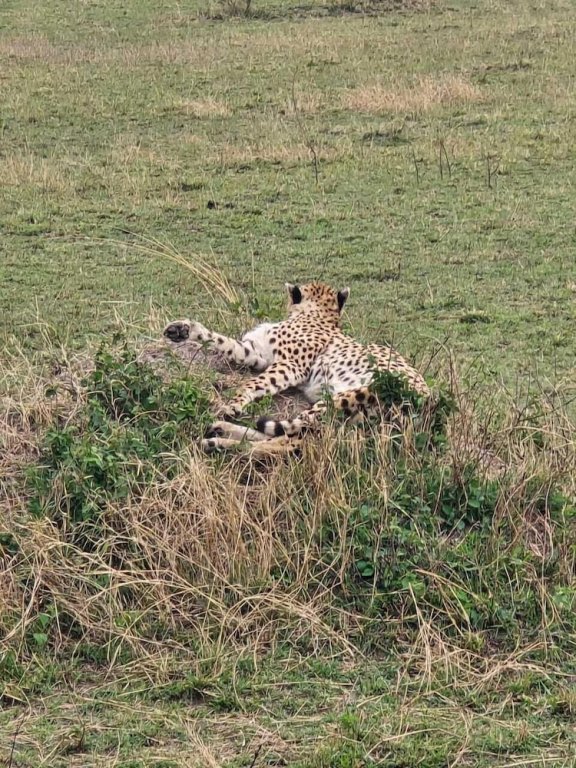 Goshen Mara