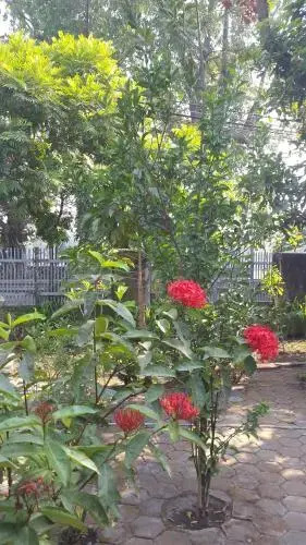 Rumah ISAKU