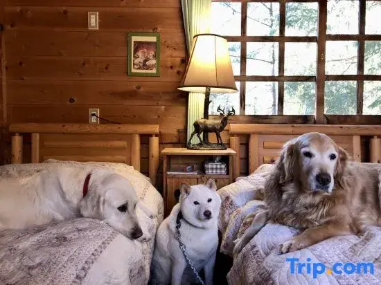 Dogland Someday