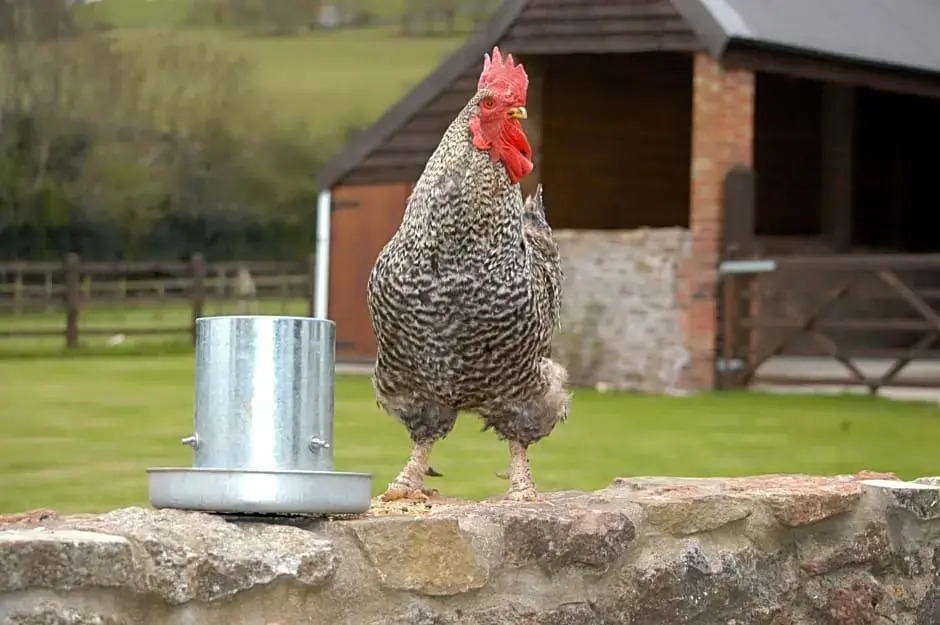 School Farm