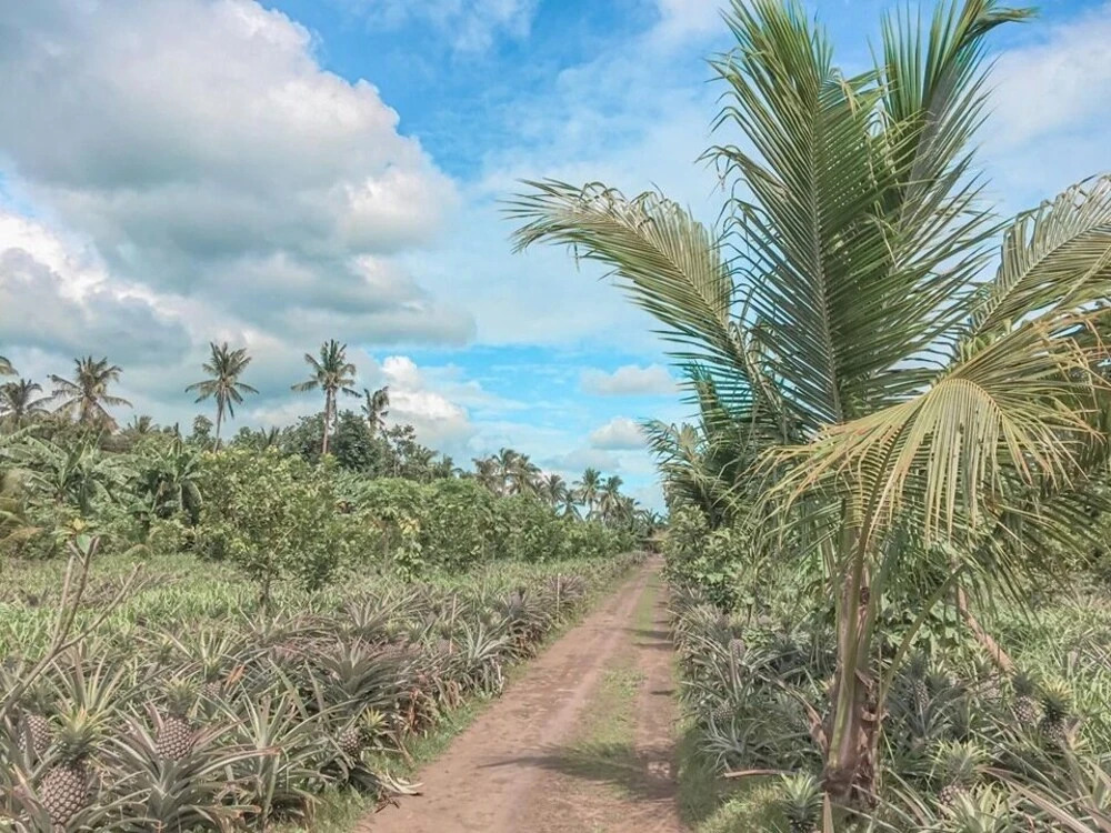 Angelas Resort and Leisure Farm Laguna