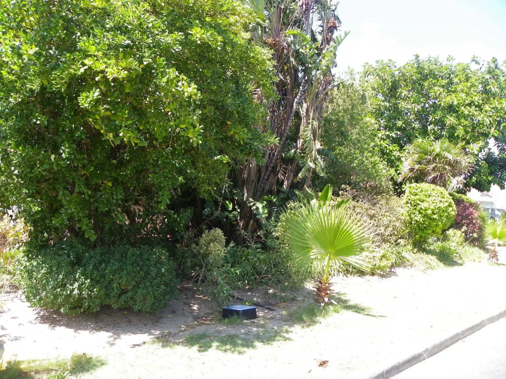 Cape Town Palms