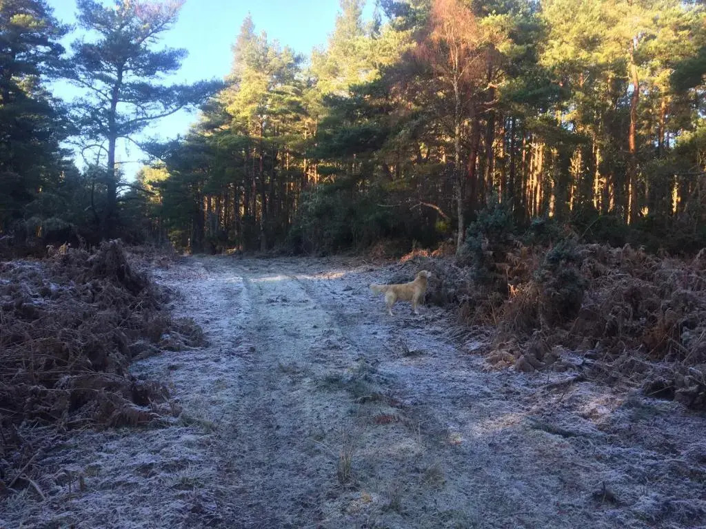 Clashmore Wood