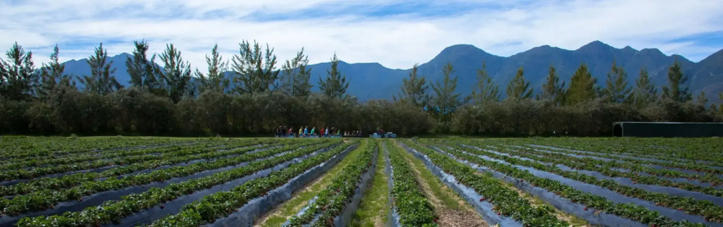 Redberry Farm