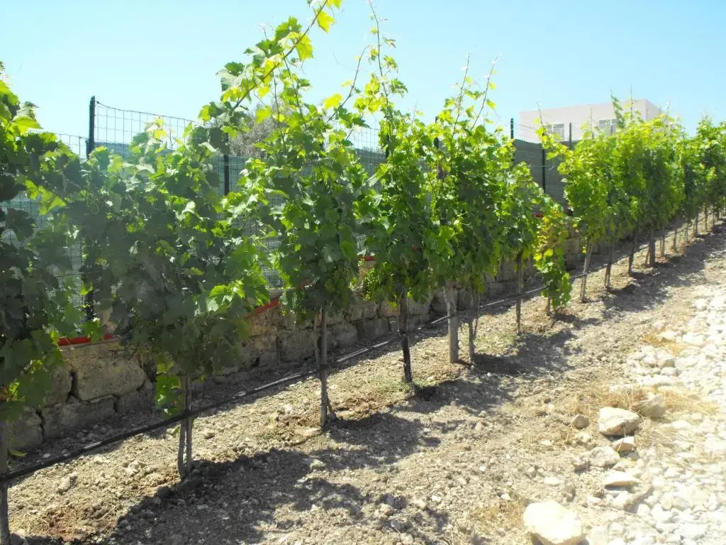 Agriturismoeloropizzuta