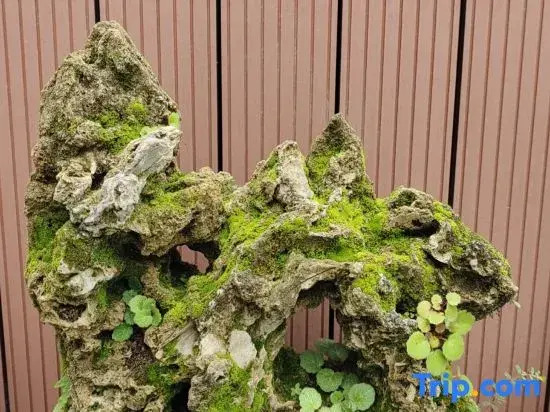 Jiuhua Mountain Yifang Heart Stay Homestay