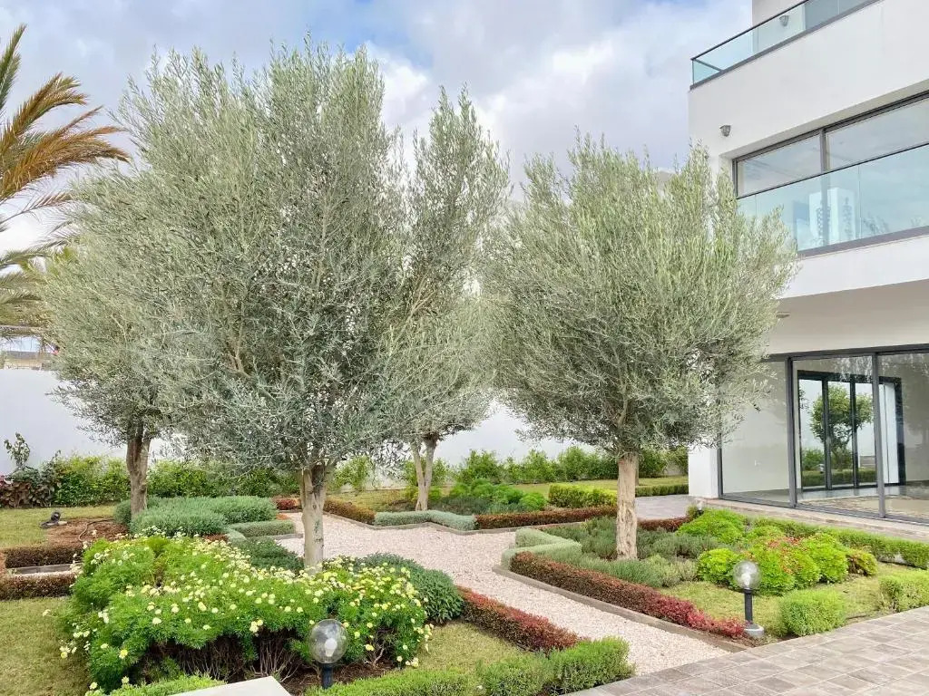 TigMAÏA Guest House In Agadir for Traditional Art and Culture
