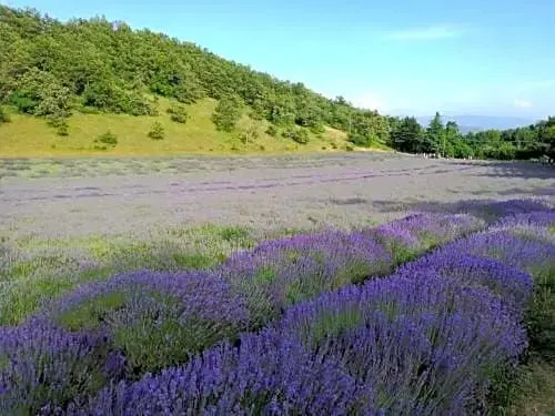 B&B I Girasoli