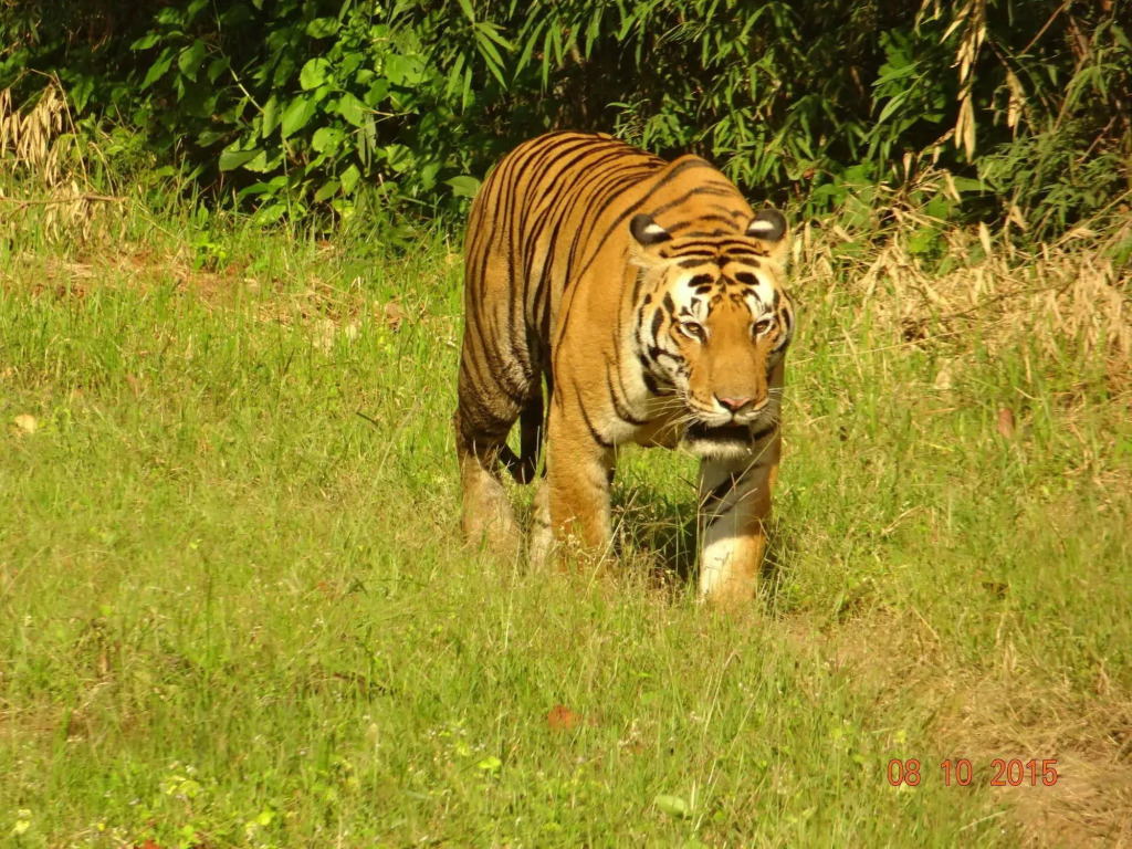 Windsor Tiger Resort