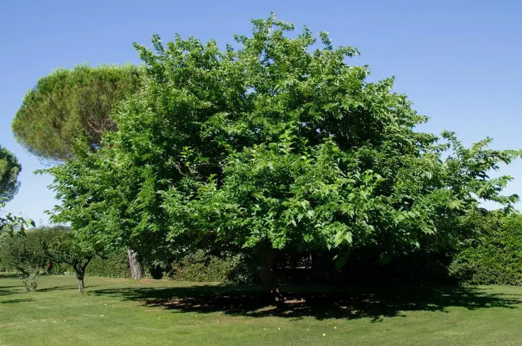Appartamento Il Giglio