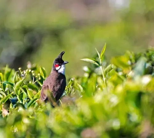 Teanest Nightingale by Nature Resorts and Stays