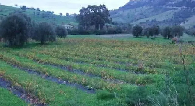 A Sena Runcatini