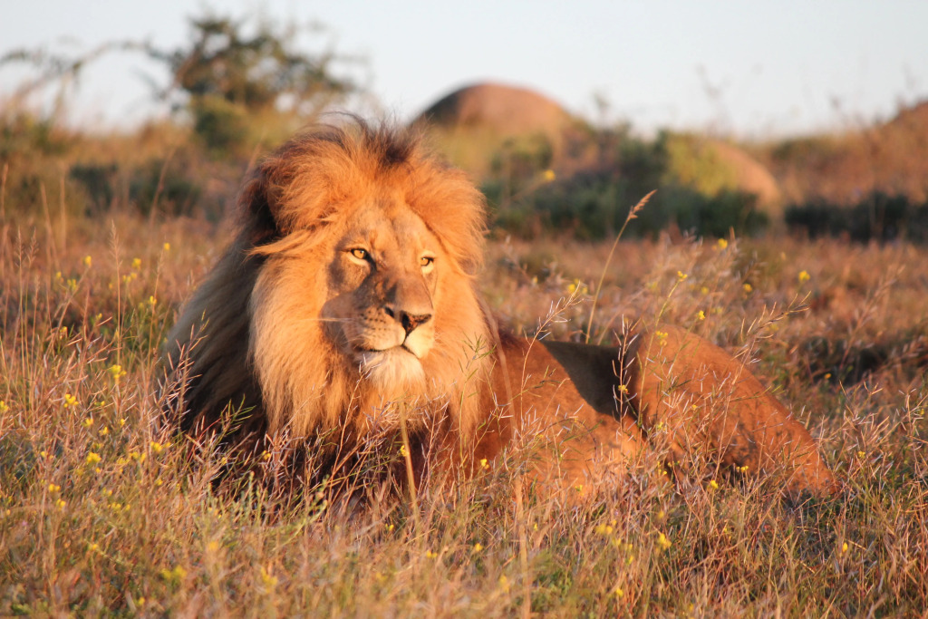 The Safari Lodge