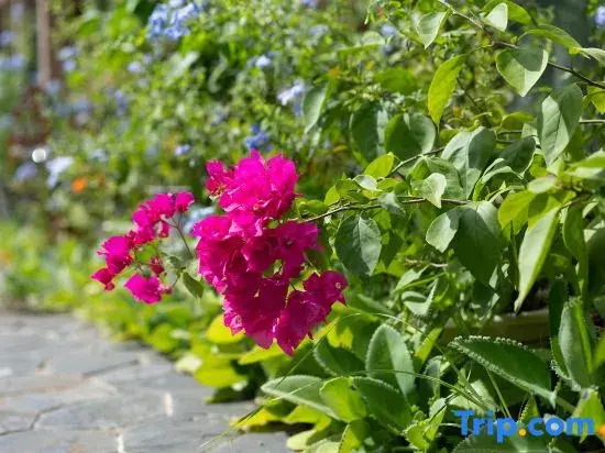 Yangxinggu Guesthouse