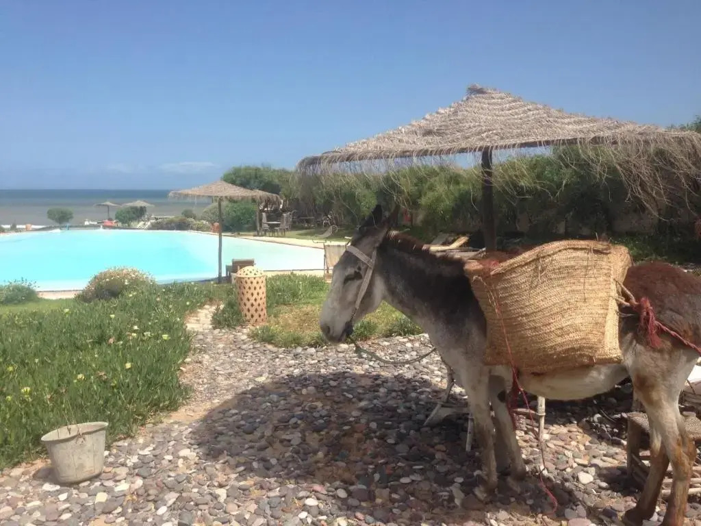 Bubble on the Beach - Dar Danse