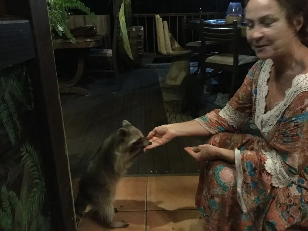 Racoon Lodge