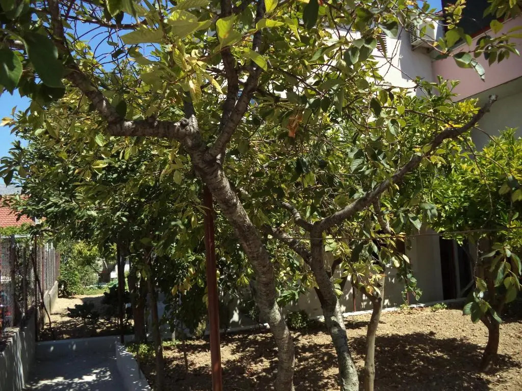 Apartman Delic