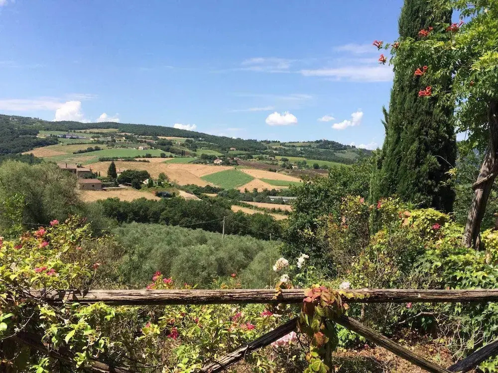 Verde Oliva