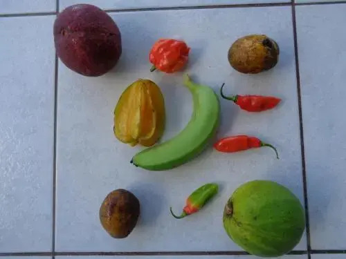Jardin Bananier