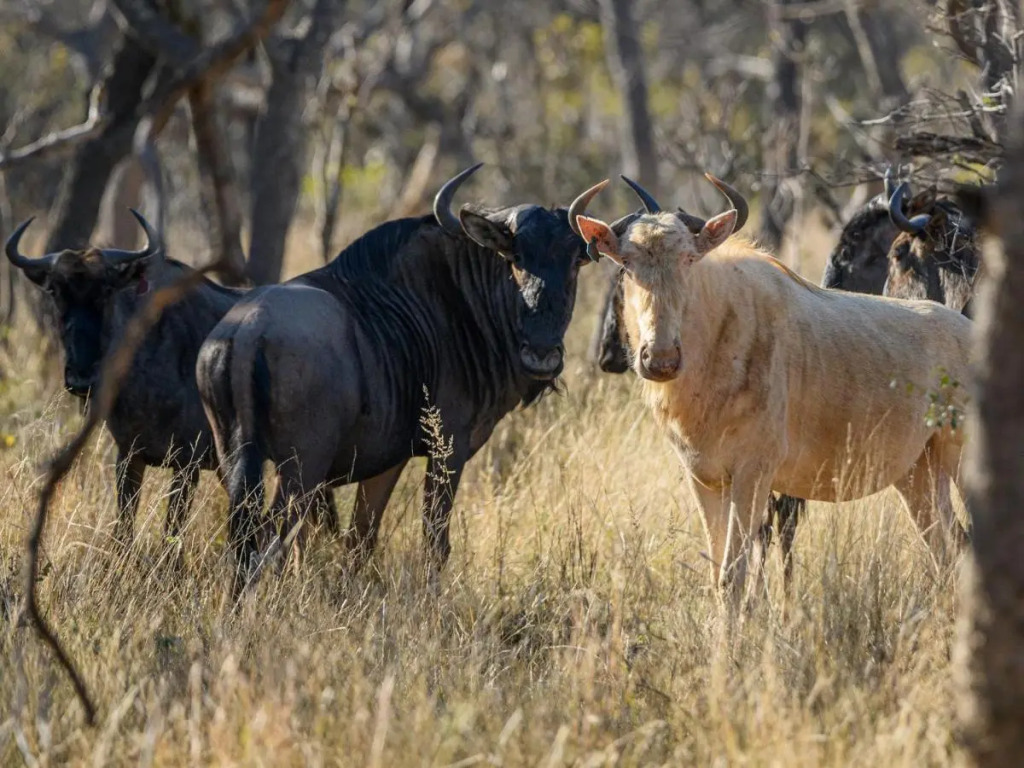 Waterberg Game Park