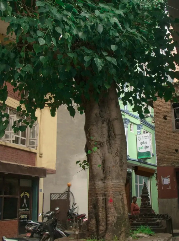 Thamel Eco Home