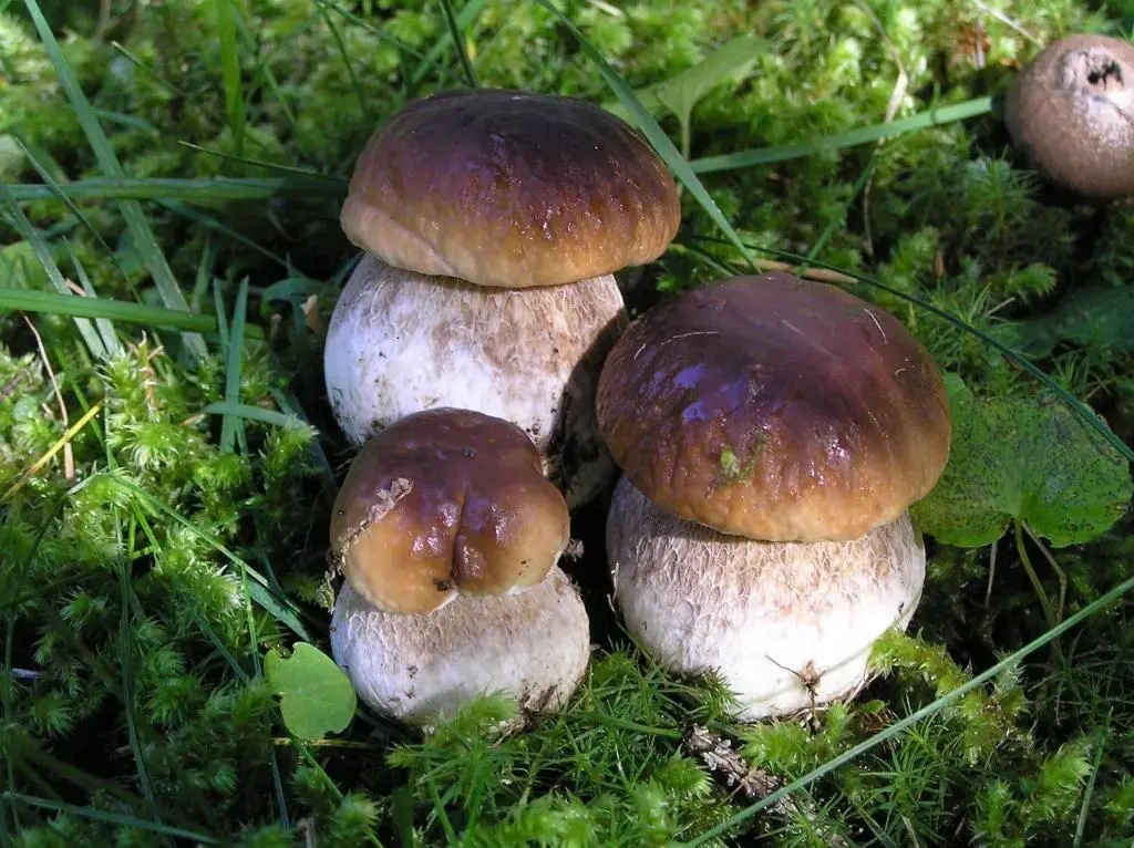 Garnì Sella Cipriani
