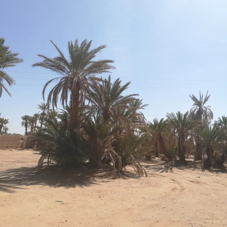 Desertbrise Camp