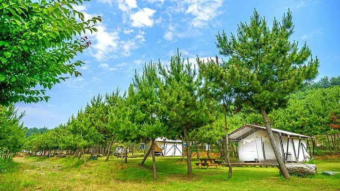 seocheon paintree glamping