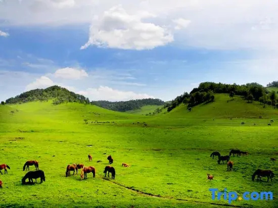 Qianyi Travel Homestay Hotel