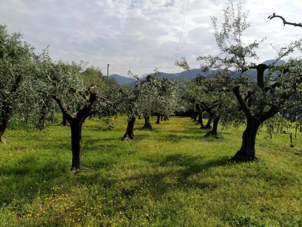 Agriturismo La Vite Maritata