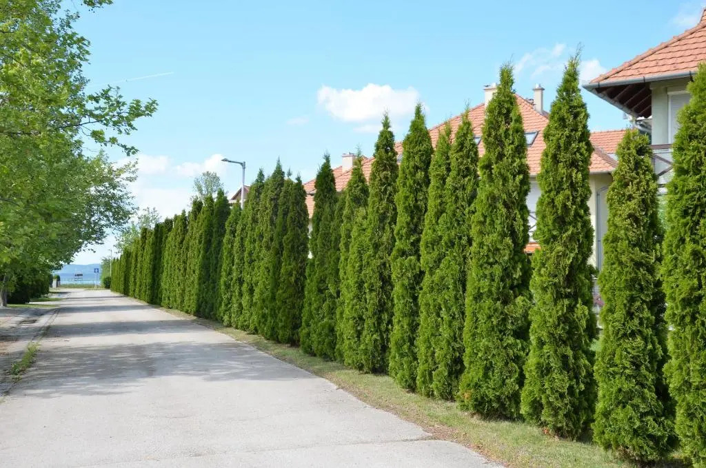 Vadszilva Apartman