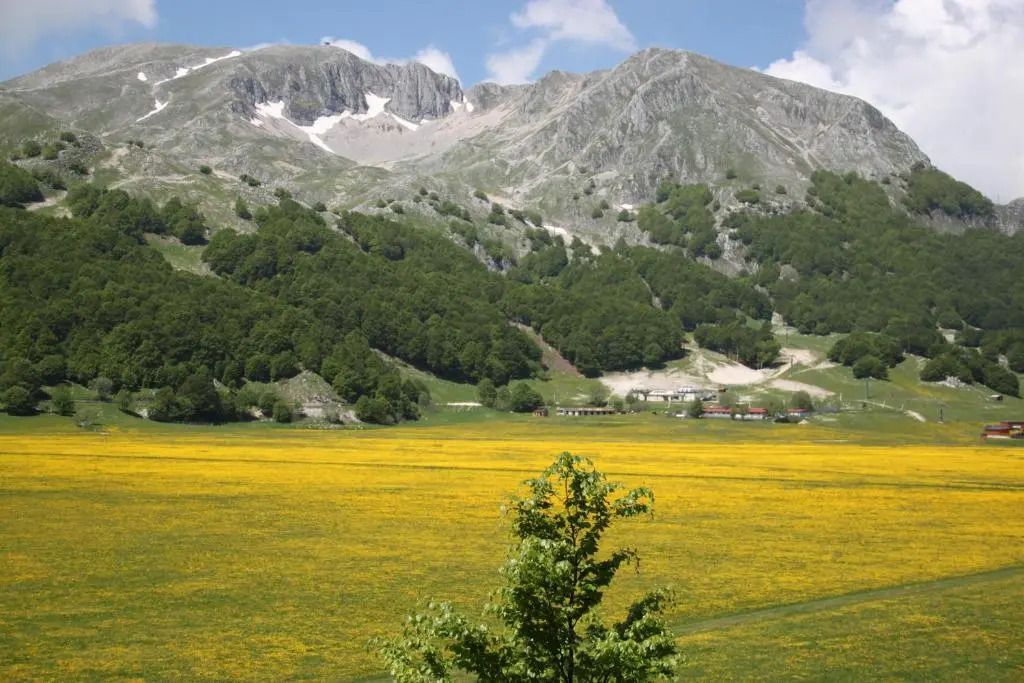 La Pinetina