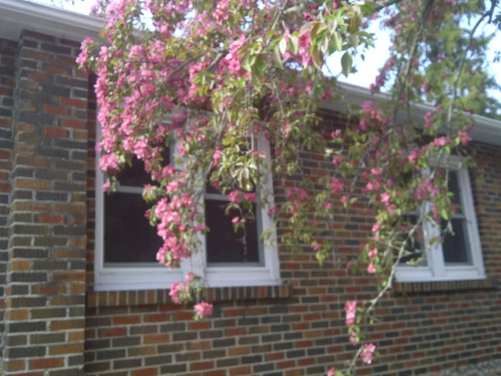 Susan's Sanctuary Bed & Breakfast