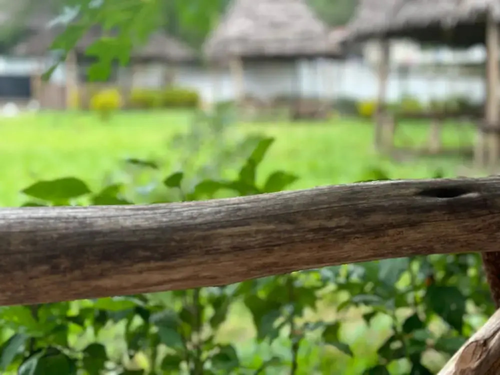 Zanzigo