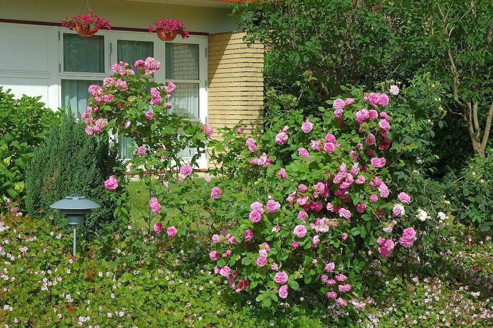 Rose-House Hillerød