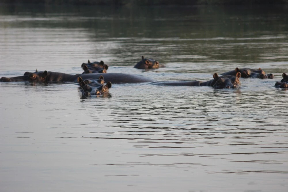 Ndhovu Safari Lodge