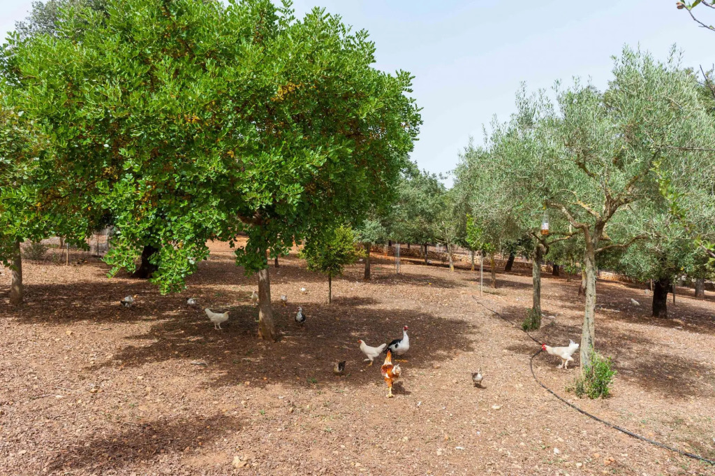 SA MATA GROSSA - Wonderful stone house with great BBQ area and private pool Free WiFi