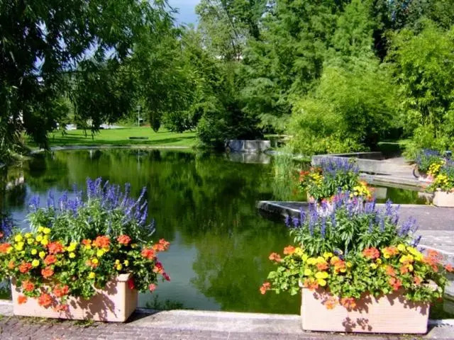 Lotus