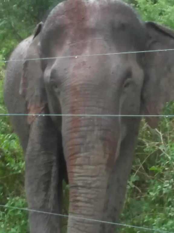 Wildlife & Nature Protection Society Bangalow