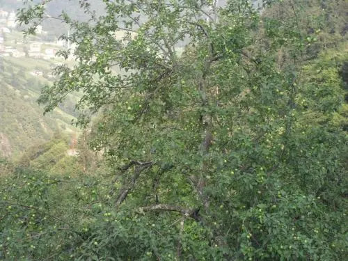 Ataköy Apart