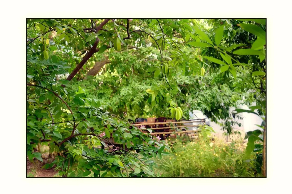 Sun and Green Eco Lodge - Dambulla