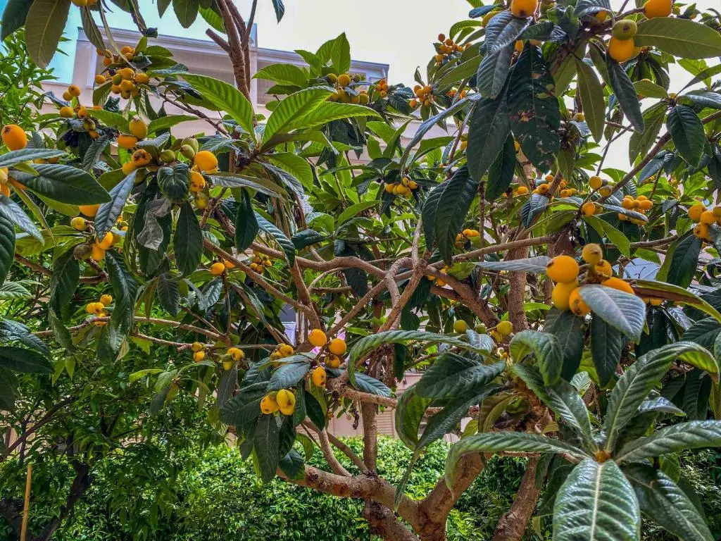 Al Giardino Del Nespolo