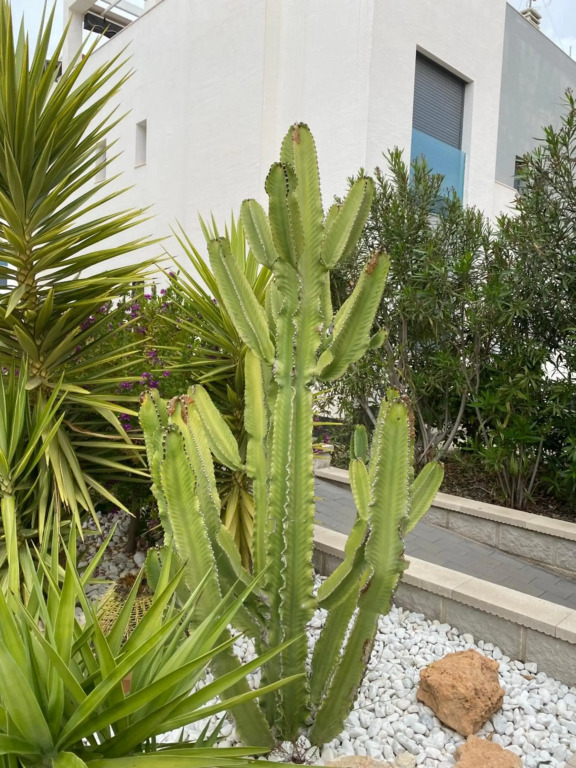 OASIS BEACH apartments