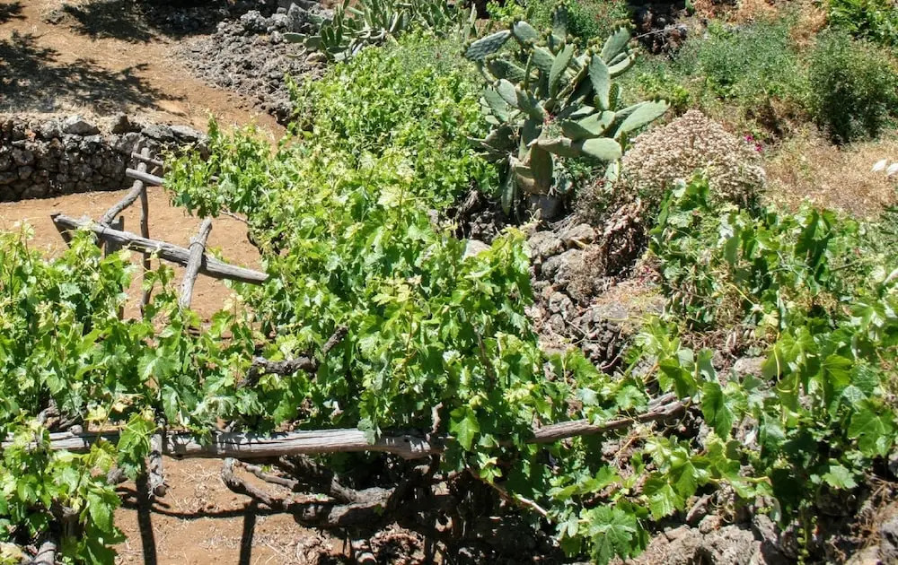 La Casa de la Abuela Leonor en El Hierro