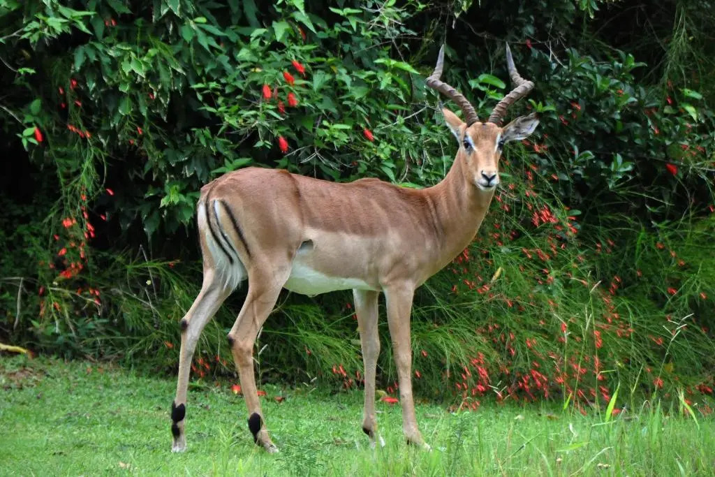 Kruger Park Lodge Unit No. 543