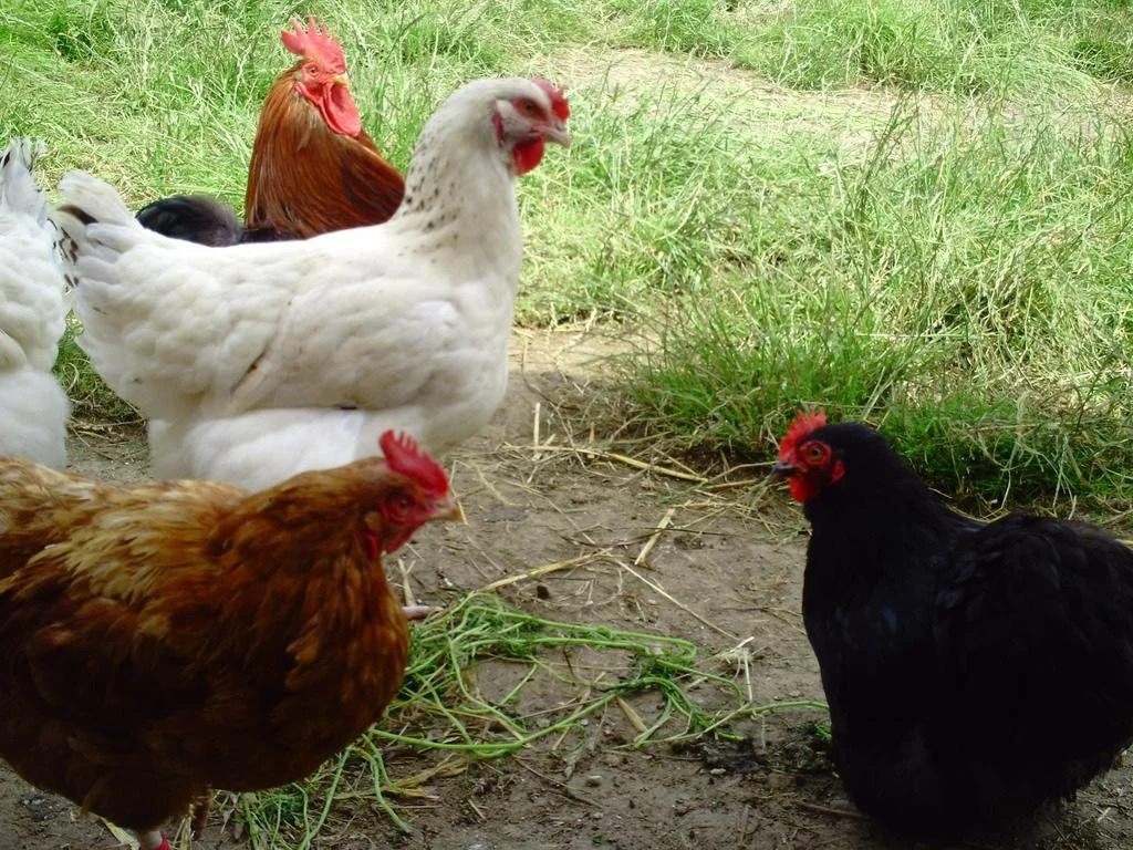 La Ferme de Goronne