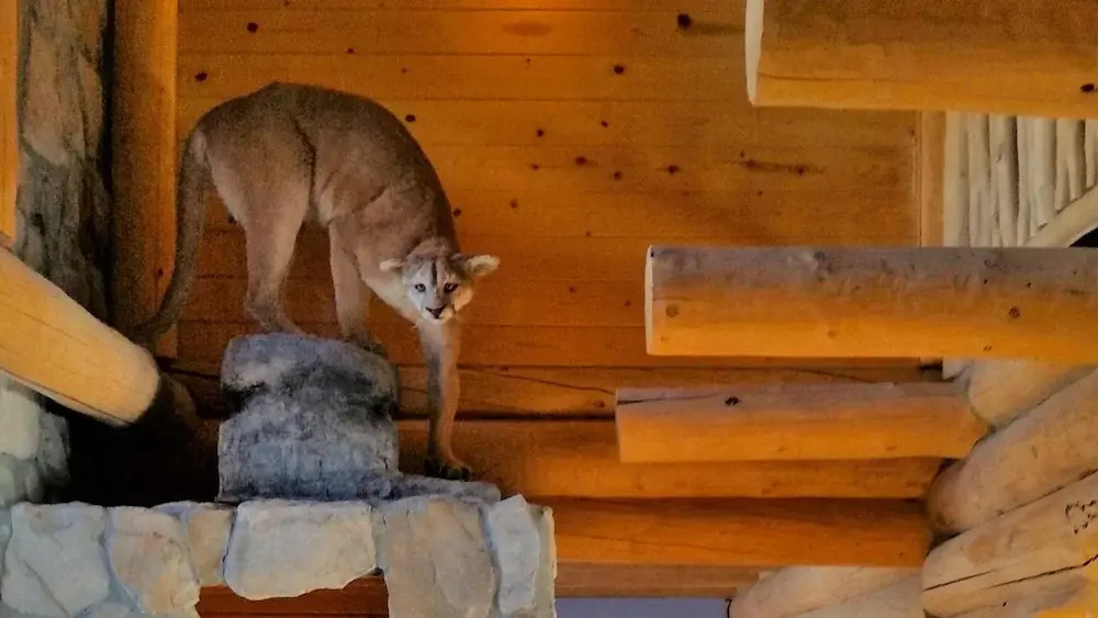 Horsehead Mountain Lodge